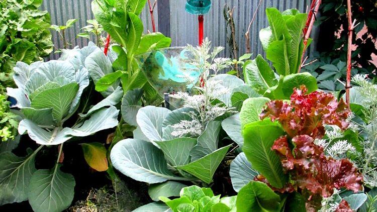 Now's the time to get fall garden planted, hot as it is